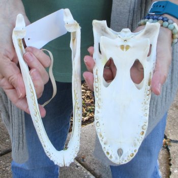 Real Florida Alligator Skull, 9 inches
