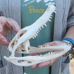 Real Florida Alligator Skull, 9 inches