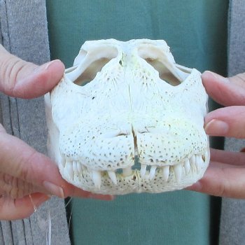 Real Florida Alligator Skull, 9 inches