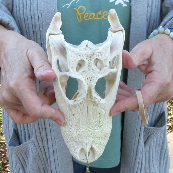 Real Florida Alligator Skull, 9 inches