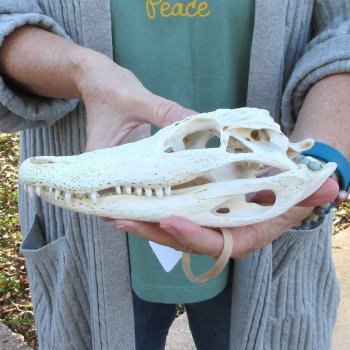 Real Florida Alligator Skull, 9 inches