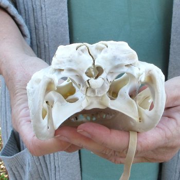 Real Florida Alligator Skull, 9 inches