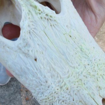 Real Florida Alligator Skull, 9 inches