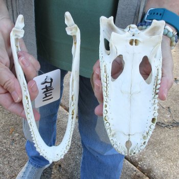 Real Florida Alligator Skull, 9 inches