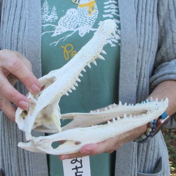 Real Florida Alligator Skull, 9-1/4 inches
