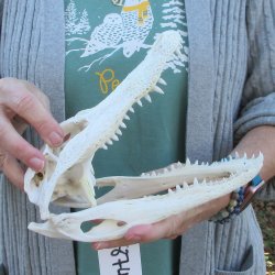 Real Florida Alligator Skull, 9-1/4 inches
