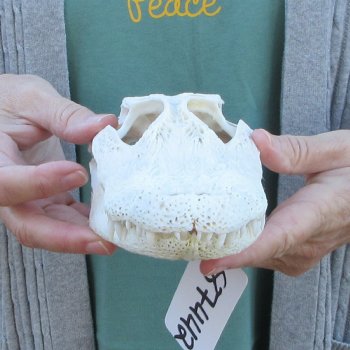 Real Florida Alligator Skull, 9-1/4 inches