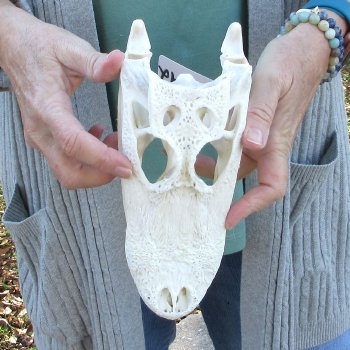 Real Florida Alligator Skull, 9-1/4 inches