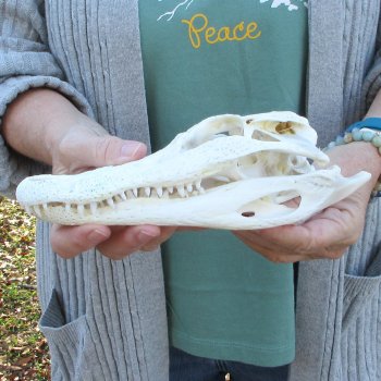 Real Florida Alligator Skull, 9-1/4 inches