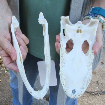 Real Florida Alligator Skull, 9-1/4 inches