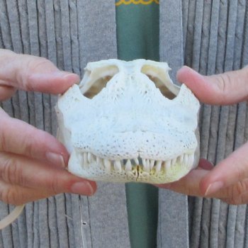 Real Florida Alligator Skull, 8-1/2 inches