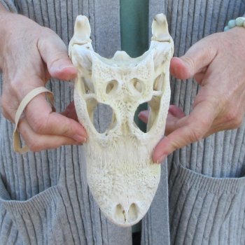 Real Florida Alligator Skull, 8-1/2 inches