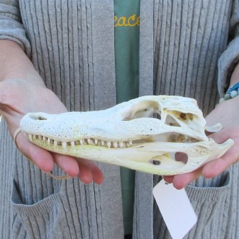 Real Florida Alligator Skull, 8-1/2 inches