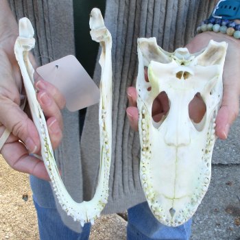 Real Florida Alligator Skull, 8-1/2 inches