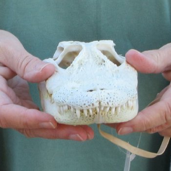 B-Grade Real Florida Alligator Skull, 8 inches