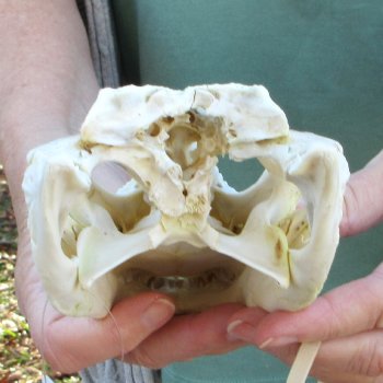 B-Grade Real Florida Alligator Skull, 8 inches