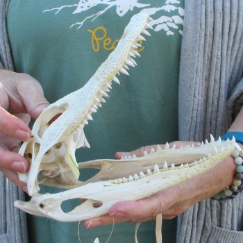 B-Grade Real Florida Alligator Skull, 8-1/2 inches