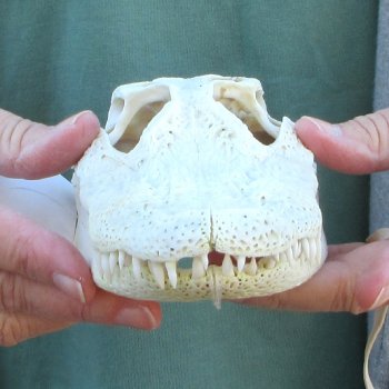 B-Grade Real Florida Alligator Skull, 8-1/2 inches