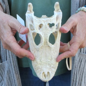 B-Grade Real Florida Alligator Skull, 8-1/2 inches