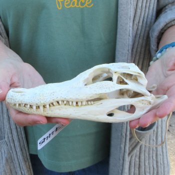 B-Grade Real Florida Alligator Skull, 8-1/2 inches
