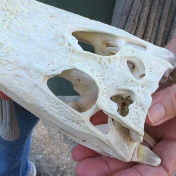 B-Grade Real Florida Alligator Skull, 8-1/2 inches