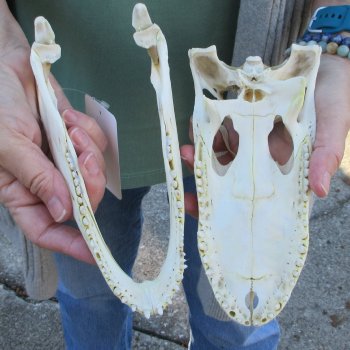 B-Grade Real Florida Alligator Skull, 8-1/2 inches