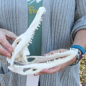 Real Florida Alligator Skull, 9-1/2 inches