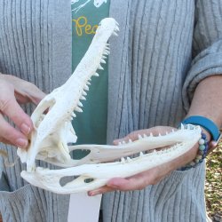 Real Florida Alligator Skull, 9-1/2 inches