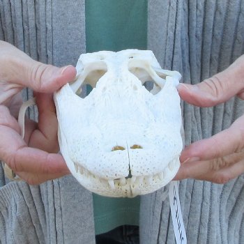 Real Florida Alligator Skull, 9-1/2 inches