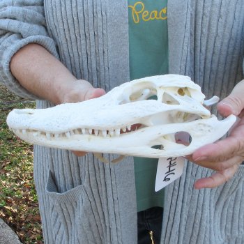 Real Florida Alligator Skull, 9-1/2 inches