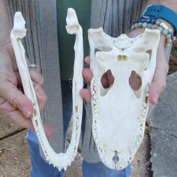 Real Florida Alligator Skull, 9-1/2 inches