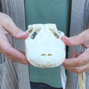 Real Florida Alligator Skull, 9 inches
