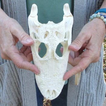 Real Florida Alligator Skull, 9 inches