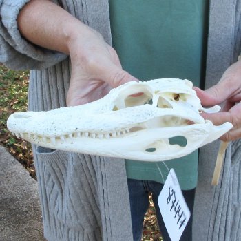 Real Florida Alligator Skull, 9 inches