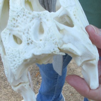 Real Florida Alligator Skull, 9 inches