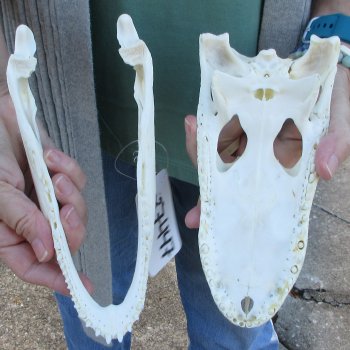 Real Florida Alligator Skull, 9 inches
