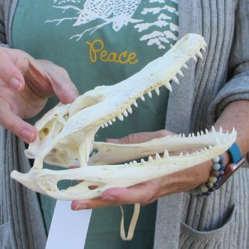 B-Grade Real Florida Alligator Skull, 9 inches