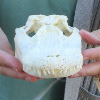 B-Grade Real Florida Alligator Skull, 9 inches