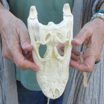 B-Grade Real Florida Alligator Skull, 9 inches