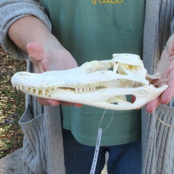 B-Grade Real Florida Alligator Skull, 9 inches