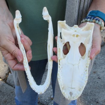 B-Grade Real Florida Alligator Skull, 9 inches