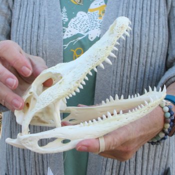 B-Grade Real Florida Alligator Skull, 8-1/2 inches