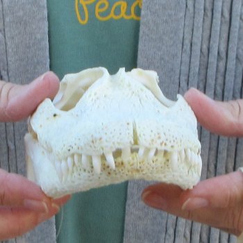 B-Grade Real Florida Alligator Skull, 8-1/2 inches