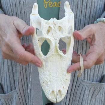 B-Grade Real Florida Alligator Skull, 8-1/2 inches