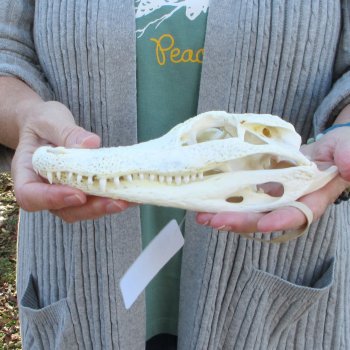 B-Grade Real Florida Alligator Skull, 8-1/2 inches