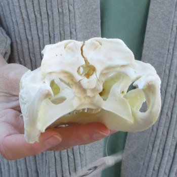 B-Grade Real Florida Alligator Skull, 8-1/2 inches