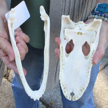 B-Grade Real Florida Alligator Skull, 8-1/2 inches