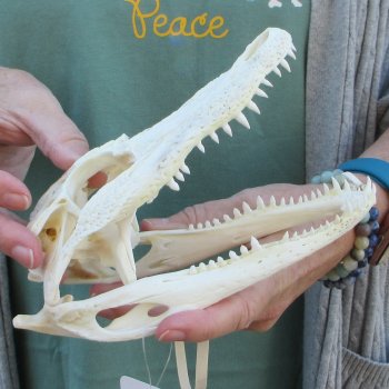 B-Grade Real Florida Alligator Skull, 7-3/4 inches