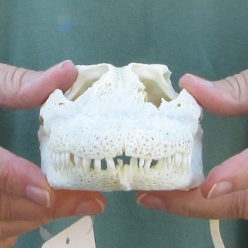 B-Grade Real Florida Alligator Skull, 7-3/4 inches
