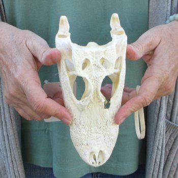 B-Grade Real Florida Alligator Skull, 7-3/4 inches